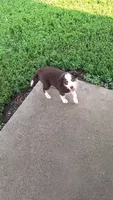 Sally, a female Miniature Australian Shepherd for sale in Fairview, SD – 2 of 2