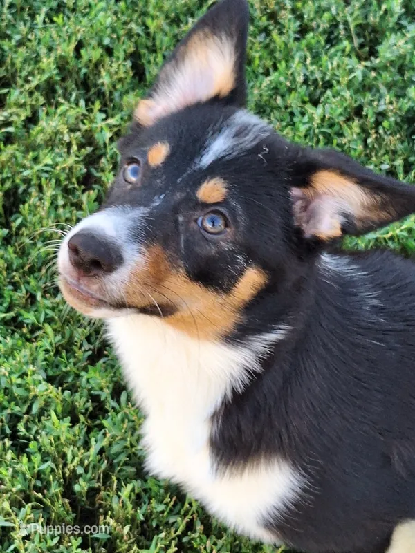 Nesse – Pembroke Welsh Corgi, Miniature Australian Shepherd puppy for sale in Fairview, SD