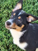 Nesse, a female Pembroke Welsh Corgi and Miniature Australian Shepherd for sale in Fairview, SD – 1 of 3