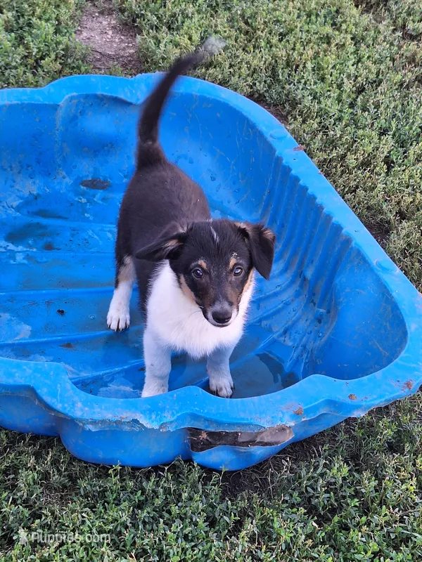 Chuck – Pembroke Welsh Corgi, Miniature Australian Shepherd puppy for sale in Fairview, SD