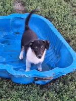 Chuck, a male Pembroke Welsh Corgi and Miniature Australian Shepherd for sale in Fairview, SD – 1 of 2