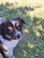 Rex, a male Miniature Australian Shepherd for sale in Fairview, SD – 3 of 3