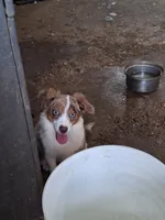 Jasper, a male Miniature Australian Shepherd for sale in Fairview, SD – 2 of 3