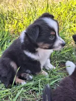 Max, a male Miniature Australian Shepherd for sale in Fairview, SD – 2 of 3