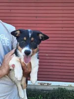 Nesse, a female Pembroke Welsh Corgi and Miniature Australian Shepherd for sale in Fairview, SD – 2 of 3