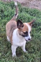 Maple, a female Pembroke Welsh Corgi and Miniature Australian Shepherd for sale in Fairview, SD – 2 of 2