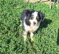 Luna, a female Miniature Australian Shepherd for sale in Fairview, SD – 2 of 2