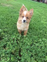 Carrots, a male Pembroke Welsh Corgi and Miniature Australian Shepherd for sale in Fairview, SD – 3 of 3