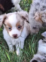 Emme, a female Miniature Australian Shepherd for sale in Fairview, SD – 1 of 2