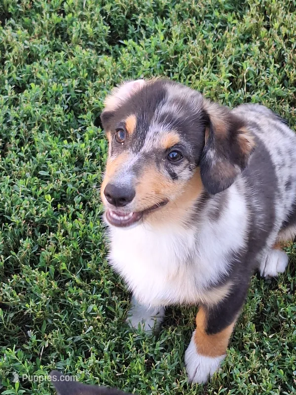 Princess – Pembroke Welsh Corgi, Miniature Australian Shepherd puppy for sale in Fairview, SD
