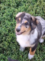 Princess, a female Pembroke Welsh Corgi and Miniature Australian Shepherd for sale in Fairview, SD – 1 of 3