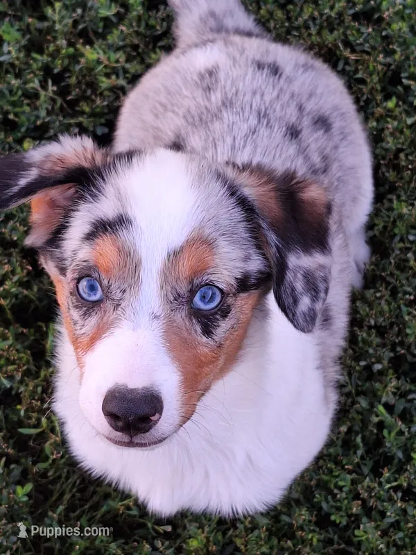 Oliver – Pembroke Welsh Corgi, Miniature Australian Shepherd puppy for sale in Fairview, SD