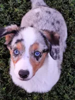 Oliver, a male Pembroke Welsh Corgi and Miniature Australian Shepherd for sale in Fairview, SD – 1 of 3