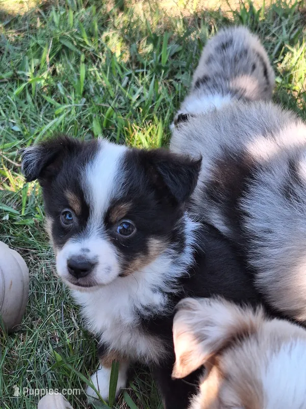 Sadie – Miniature Australian Shepherd puppy for sale in Fairview, SD