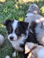 Sadie, a male Miniature Australian Shepherd for sale in Fairview, SD – 1 of 2