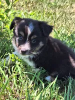 Rex, a male Miniature Australian Shepherd for sale in Fairview, SD – 2 of 3