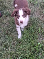 Sally, a female Miniature Australian Shepherd for sale in Fairview, SD – 1 of 2