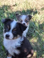 Sadie, a male Miniature Australian Shepherd for sale in Fairview, SD – 2 of 2