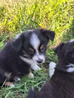 Max, a male Miniature Australian Shepherd for sale in Fairview, SD – 3 of 3