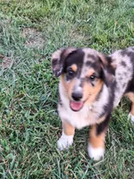 Princess, a female Pembroke Welsh Corgi and Miniature Australian Shepherd for sale in Fairview, SD – 3 of 3