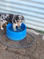 Princess, a female Pembroke Welsh Corgi and Miniature Australian Shepherd for sale in Fairview, SD – 2 of 3