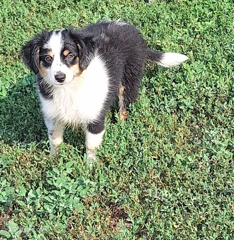 Luna – Miniature Australian Shepherd puppy for sale in Fairview, SD