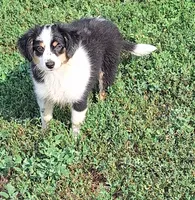Luna, a female Miniature Australian Shepherd for sale in Fairview, SD – 1 of 2