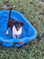 Chuck, a male Pembroke Welsh Corgi and Miniature Australian Shepherd for sale in Fairview, SD – 2 of 2