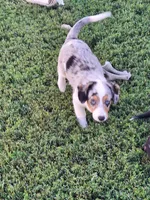 Oliver, a male Pembroke Welsh Corgi and Miniature Australian Shepherd for sale in Fairview, SD – 2 of 3