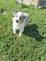 Janie, a female Miniature Australian Shepherd for sale in Fairview, SD – 2 of 2