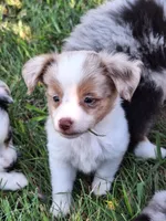 Emme, a female Miniature Australian Shepherd for sale in Fairview, SD – 2 of 2