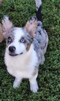 Scurvy, a male Pembroke Welsh Corgi and Miniature Australian Shepherd for sale in Fairview, SD – 2 of 2
