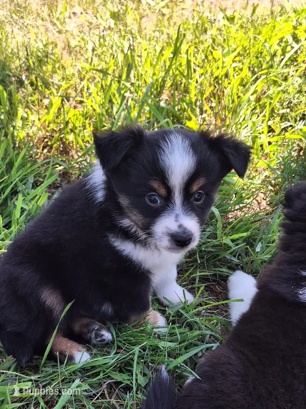 Max – Miniature Australian Shepherd puppy for sale in Fairview, SD