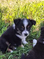 Max, a male Miniature Australian Shepherd for sale in Fairview, SD – 1 of 3