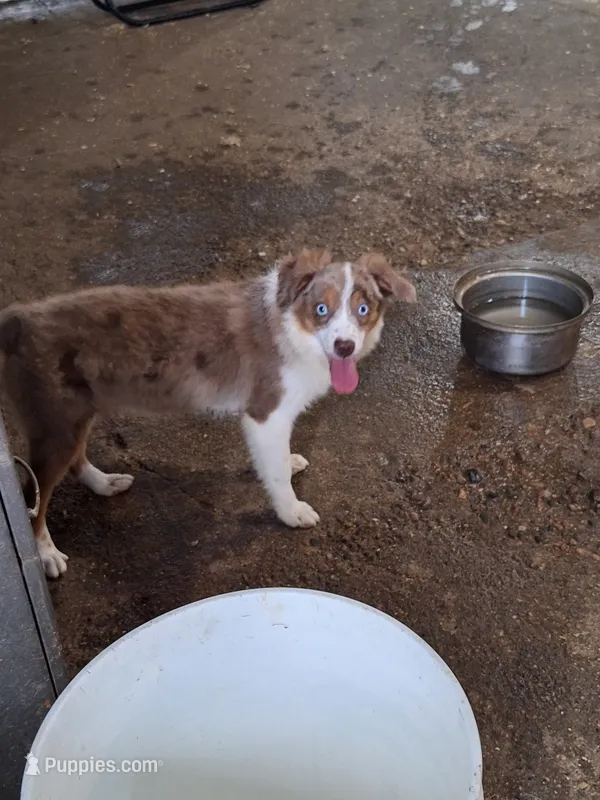 Jasper – Miniature Australian Shepherd puppy for sale in Fairview, SD