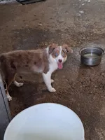Jasper, a male Miniature Australian Shepherd for sale in Fairview, SD – 1 of 3