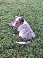 Oliver, a male Pembroke Welsh Corgi and Miniature Australian Shepherd for sale in Fairview, SD – 3 of 3