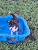 Nesse, a female Pembroke Welsh Corgi and Miniature Australian Shepherd for sale in Fairview, SD – 3 of 3