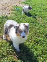 Janie, a female Miniature Australian Shepherd for sale in Fairview, SD – 1 of 2