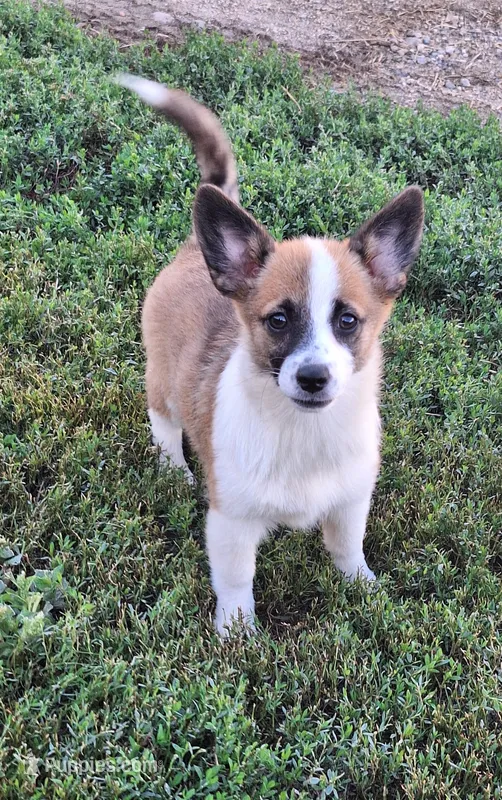 Maple – Pembroke Welsh Corgi, Miniature Australian Shepherd puppy for sale in Fairview, SD