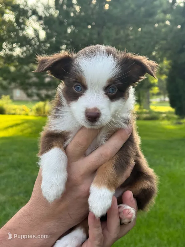 Misia  – Miniature Australian Shepherd puppy for sale in Dundee, IL