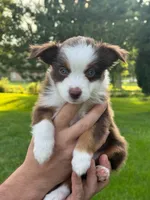 Misia , a female Miniature Australian Shepherd for sale in Dundee, IL – 1 of 6