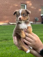Brownie, a female Miniature Australian Shepherd for sale in Dundee, IL – 2 of 5