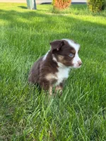 Misia , a female Miniature Australian Shepherd for sale in Dundee, IL – 4 of 6