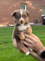 Brownie, a female Miniature Australian Shepherd for sale in Dundee, IL – 3 of 5