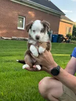 Mickey , a male Miniature Australian Shepherd for sale in Dundee, IL – 3 of 4