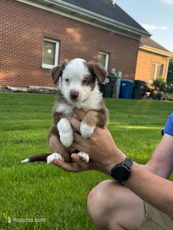 Mickey  – Miniature Australian Shepherd puppy for sale in Dundee, IL