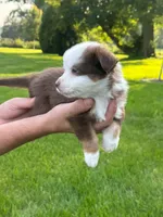 Mickey , a male Miniature Australian Shepherd for sale in Dundee, IL – 2 of 4