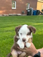 Mickey , a male Miniature Australian Shepherd for sale in Dundee, IL – 4 of 4