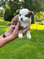 Ninja, a female Miniature Australian Shepherd for sale in Dundee, IL – 5 of 5